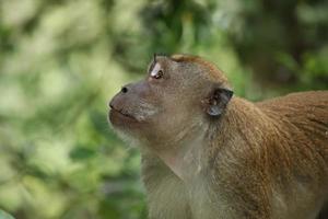 langschwänziger Makakenaffe, der in den Himmel oder auf den Boden schaut foto