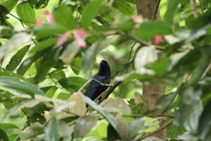 Drongo mit größerem Schlägerschwanz hinter einem Ast foto