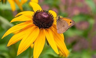 eine Makroaufnahme einer braunen kleinen Heide, Coenonympha pamphilus, Schmetterling, der sich von der Rudbeckia-Blume ernährt. foto