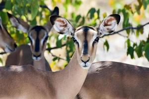 springbock im etosha nationalpark foto