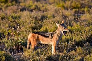 schakal - etosha, namibia foto