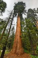 Big Trees Trail im Sequoia National Park, wo die größten Bäume der Welt stehen, Kalifornien, USA foto