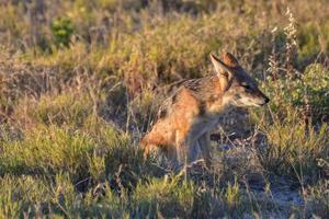 schakal - etosha, namibia foto