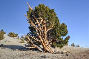 uralter Bristlecone-Kiefernwald foto