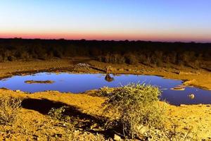 Wasserstelle - Etosha, Namibia foto