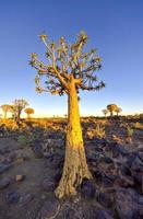 Köcherbaumwald - Namibia foto