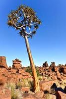 Spielplatz des Riesen - Namibia foto