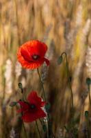 rote Mohnblumen in einem Feld von Getreide foto