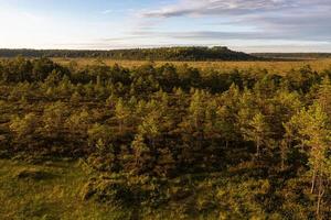 Wald im Sonnenschein foto