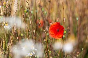 rote Mohnblumen in einem Feld von Getreide foto