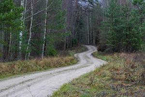 immergrüne Kiefern- und Fichtenwälder foto