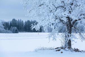 Winterlandschaften in Estland foto