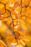 Pflanzenblätter im Herbst foto