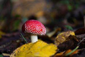 Pflanzenblätter im Herbst foto