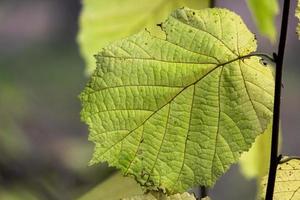 Pflanzenblätter im Herbst foto