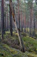 immergrüne Kiefern- und Fichtenwälder foto