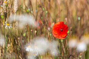 rote Mohnblumen in einem Feld von Getreide foto