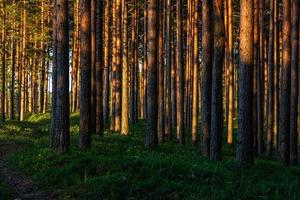 Wald im Sonnenschein foto