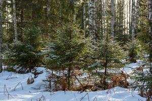 Wald im Sonnenschein foto