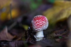 Pflanzenblätter im Herbst foto