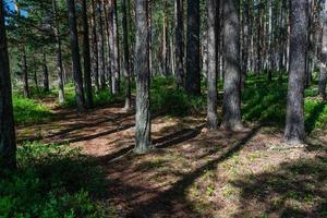 immergrüne Kiefern- und Fichtenwälder foto