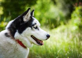 schwarz-weißer sibirischer husky, der auf dem sommerfeld spaziert foto