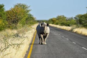 Spitzmaulnashorn - Etosha Nationalpark, Namibia foto