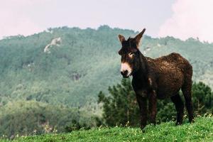 Zwei Esel ruhen auf der grünen Wiese foto