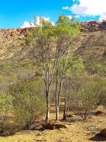 australische Outback-Landschaft. Buschvegetation in der Trockenzeit mit rotem Sand im Wüstenpark bei Alice Springs in der Nähe von Macdonnell Ranges im nördlichen Territorium, Zentralaustralien. foto