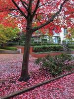 Nasse grüne Blätter, die sich im Herbst in Vancouver, Kanada, rot verfärben. foto
