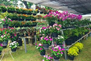 Ein Blumenladen, der verschiedene Arten von Blumen verkauft, darunter die rosafarbene Vinca-Blumenpflanze oder das Madagaskar-Immergrün foto