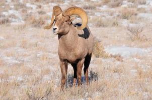 Dickhornschafe in Wyoming foto