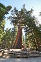 Grizzly-Riesenmammutbaum im Mariposa-Hain, Yosemite foto