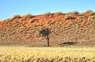 Wüstenlandschaft - Namibrand, Namibia foto