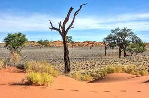 Wüstenlandschaft - Namibrand, Namibia foto