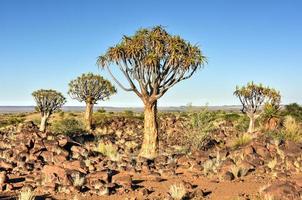 Köcherbaumwald - Namibia foto