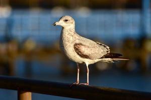 Möwe ruht auf einem Pier bei Sonnenuntergang. foto