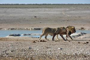 Löwe in Etosha, Namibia foto