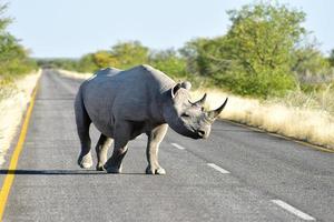 Spitzmaulnashorn - Etosha Nationalpark, Namibia foto