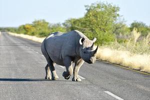 Spitzmaulnashorn - Etosha Nationalpark, Namibia foto