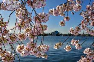 kirschblüten am gezeitenbecken im frühling in washington, dc. foto