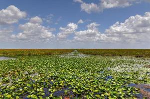 Florida-Feuchtgebiet im Everglades-Nationalpark in den USA. beliebter Ort für Touristen, wilde Natur und Tiere. foto