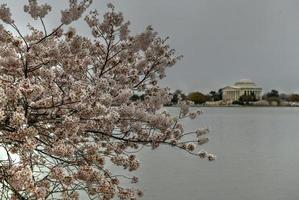 kirschblüten am gezeitenbecken und jefferson memorial im frühling in washington, dc. foto