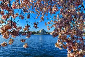 jefferson memorial und kirschblüten am gezeitenbecken im frühling in washington, dc. foto