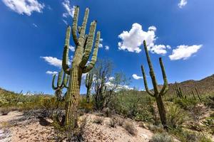Massiver Kaktus im Saguaro-Nationalpark in Arizona. foto
