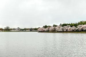 kirschblüten am gezeitenbecken im frühling in washington, dc. foto