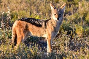 schakal - etosha, namibia foto