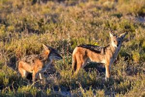 schakal - etosha, namibia foto