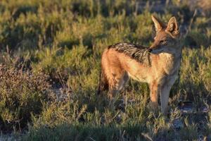 schakal - etosha, namibia foto