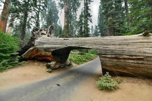 Giant Sequoia Tree Tunnel Log im Sequoia National Park, Kalifornien, USA foto